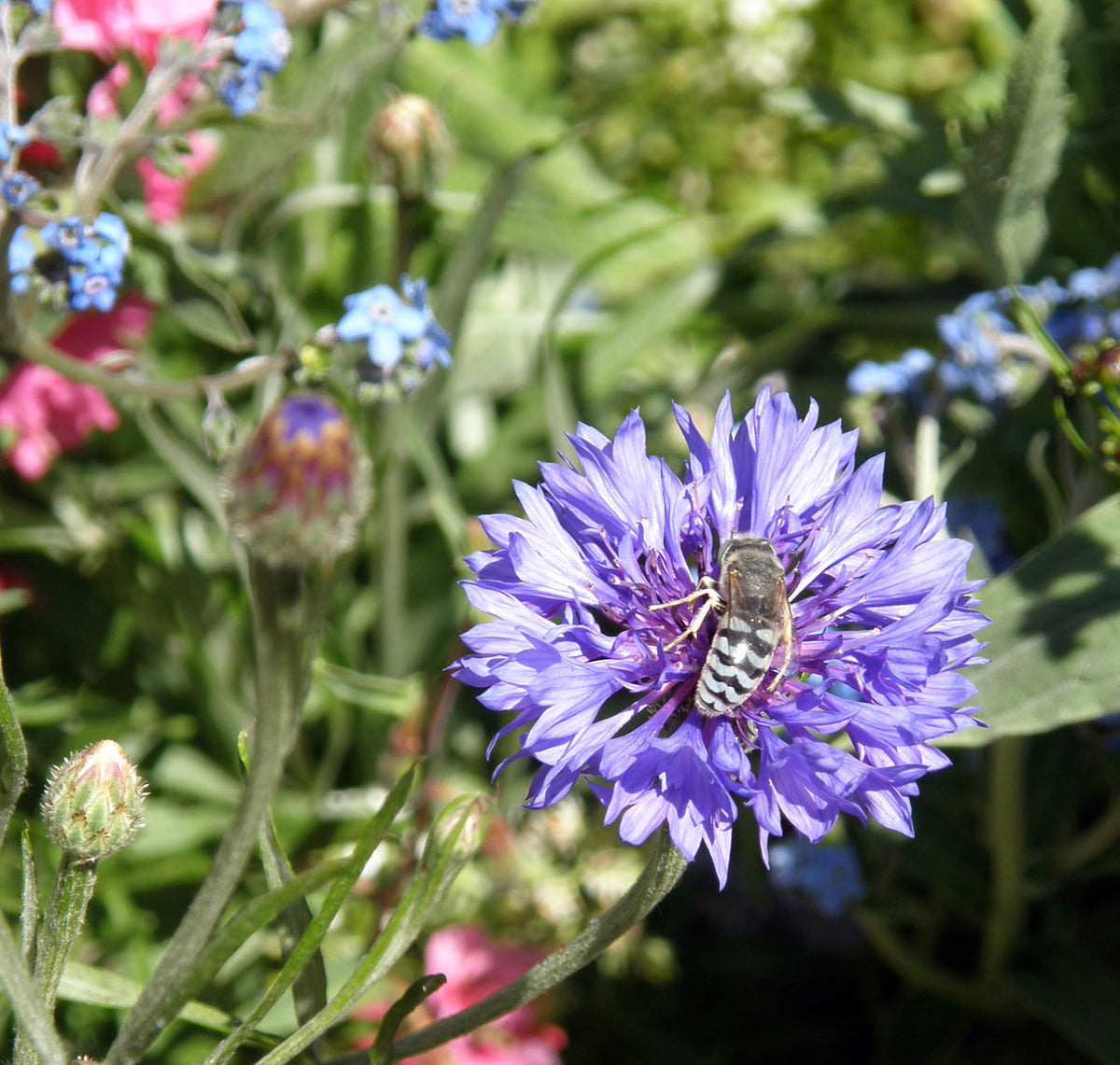 Scatter Gardens - Flower Power For Nature's Pollinators