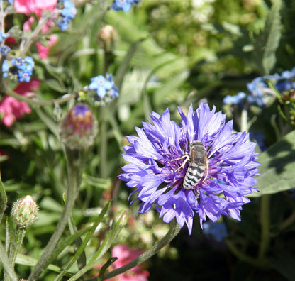 Scatter Gardens - Flower Power For Nature's Pollinators