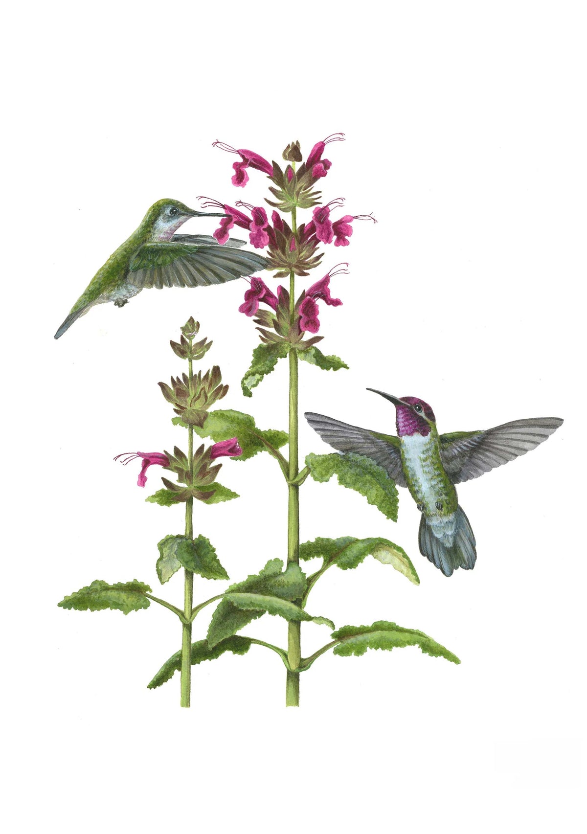 Erin Hunter Pollinator Notecards