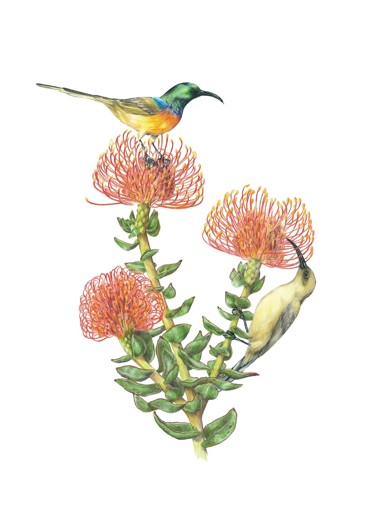 Erin Hunter Pollinator Notecards