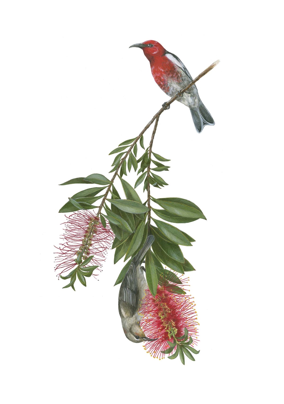 Erin Hunter Pollinator Notecards
