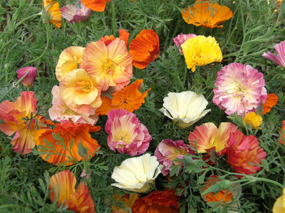 California Poppies - Dancing Ballerinas