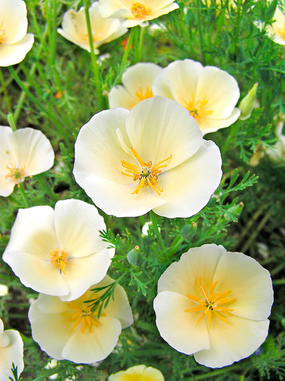 California Poppies - Buttercream