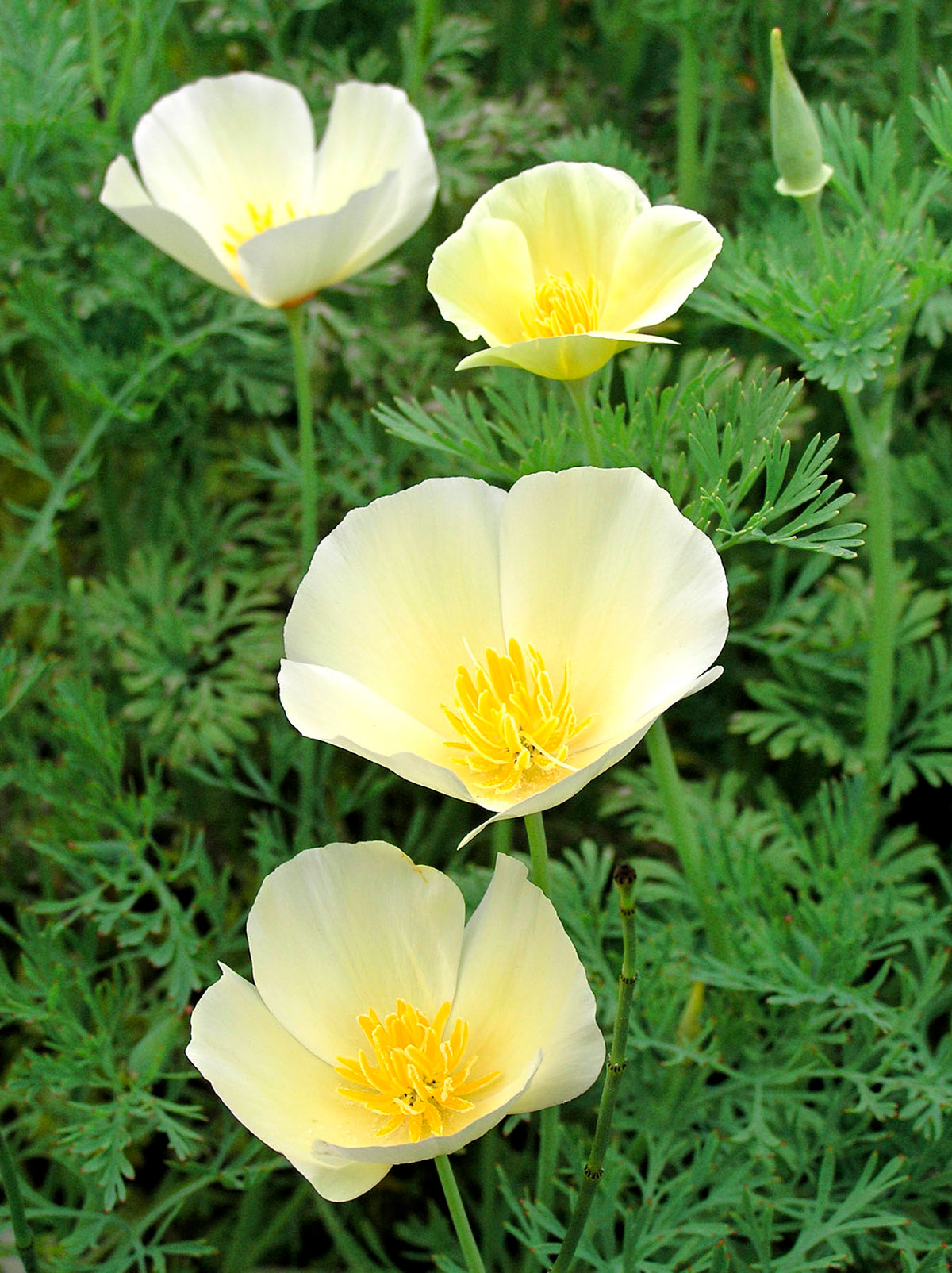 California Poppies - Buttercream