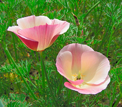 California Poppies - Dusky Rose