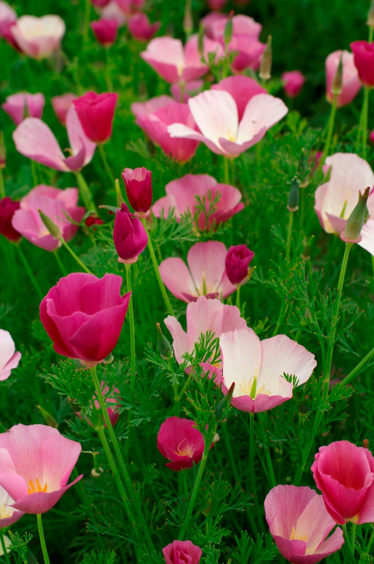 California Poppies - Dusky Rose