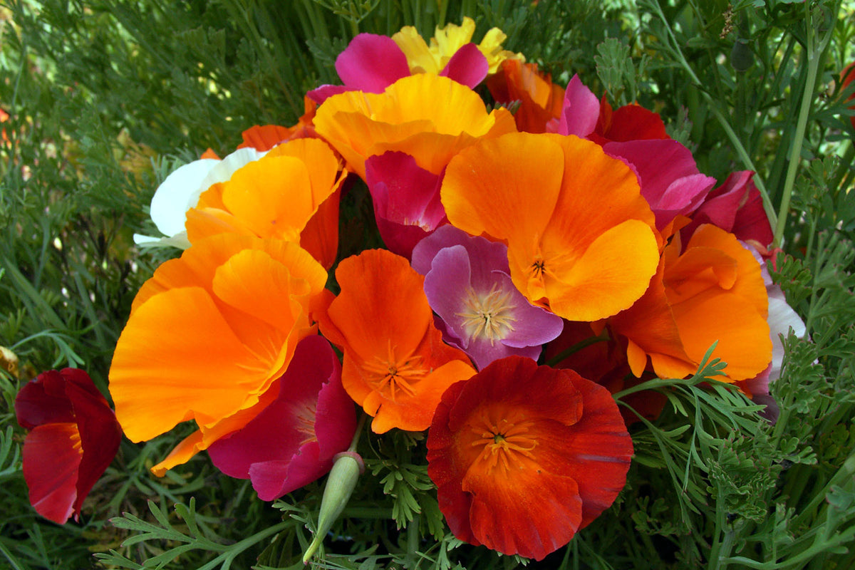 California Poppies - Tropical Sunset