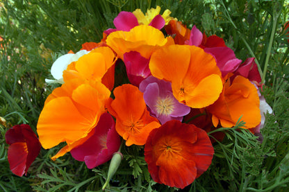 California Poppies - Tropical Sunset