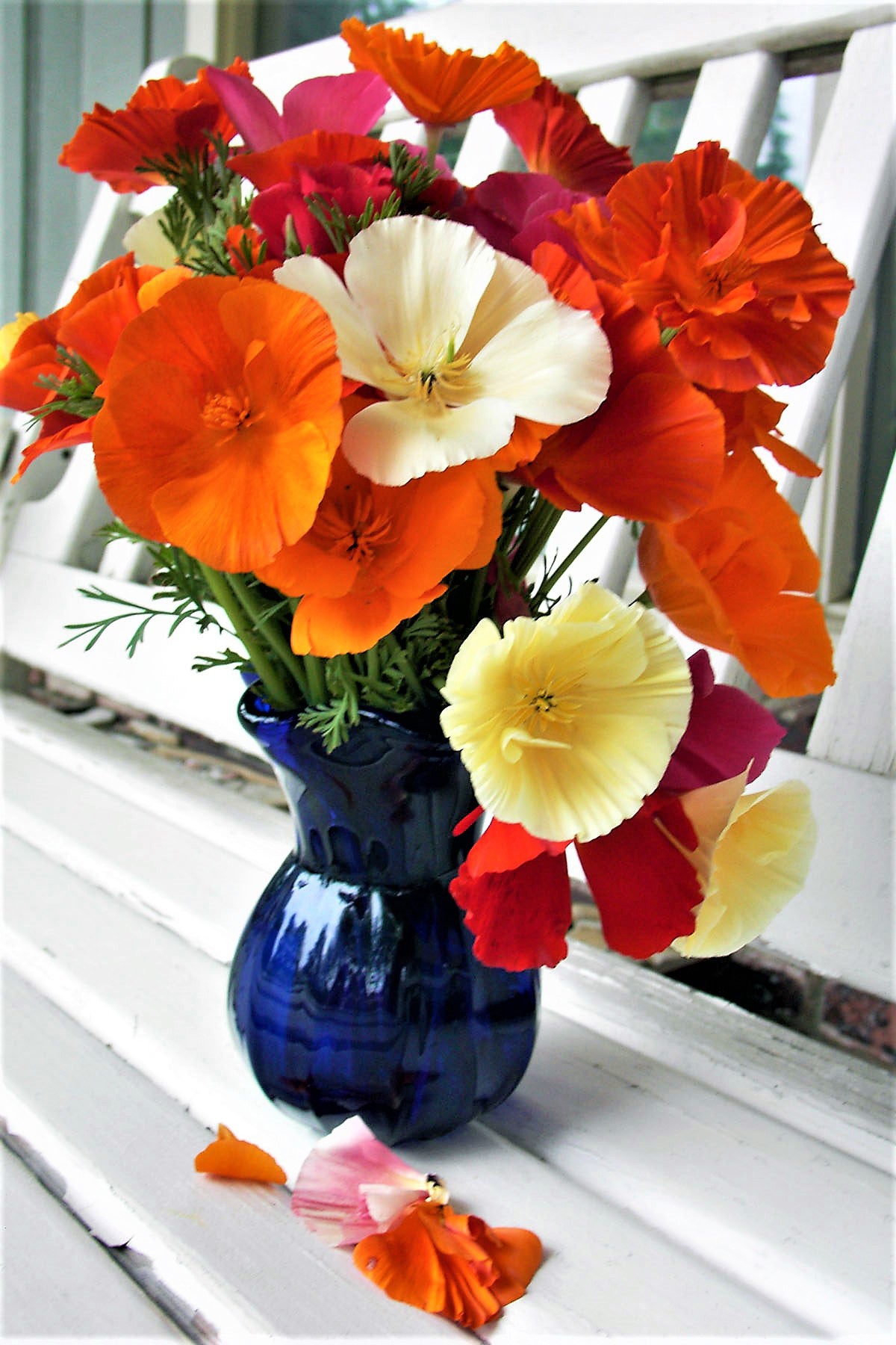 California Poppies - Tropical Sunset
