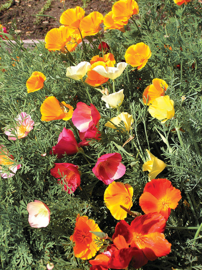 California Poppies - Tropical Sunset