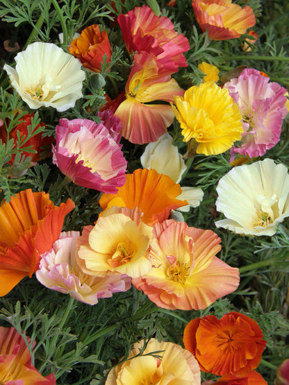 California Poppies - Dancing Ballerinas