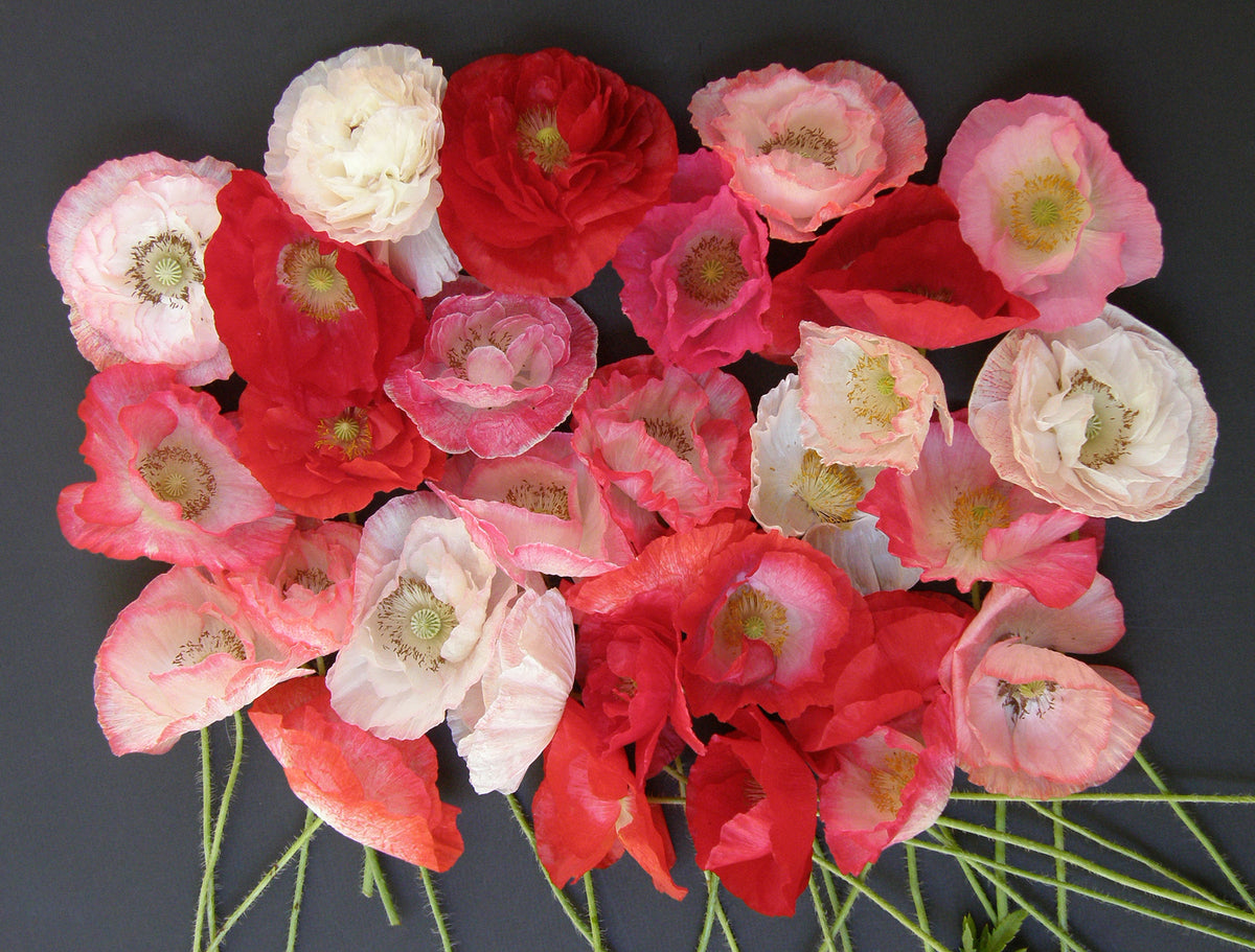 Shirley Poppies - Falling In Love