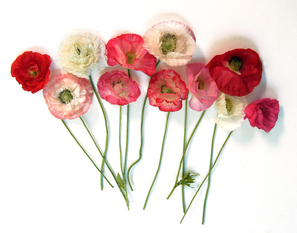 Shirley Poppies - Falling In Love