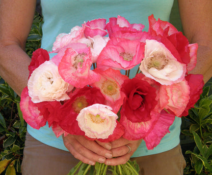 Shirley Poppies - Falling In Love