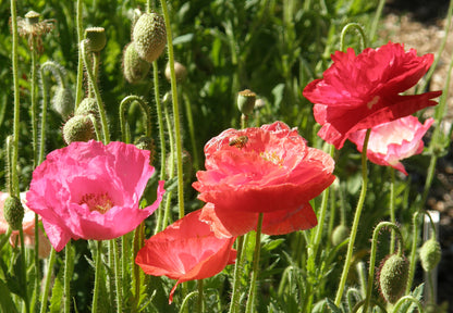 Shirley Poppies - Falling In Love