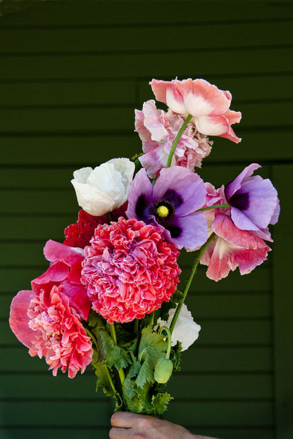 Heirloom Poppies - French Flounce