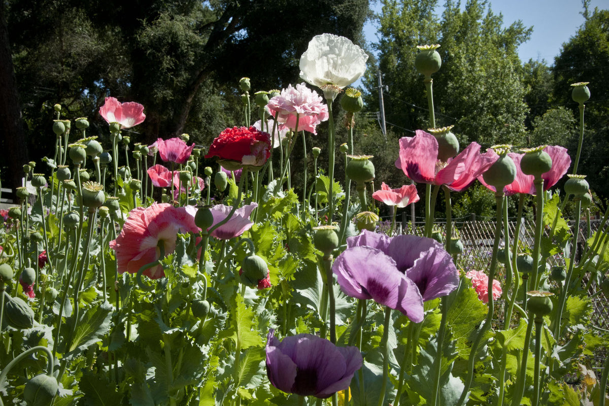 Heirloom Poppies - French Flounce