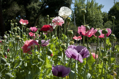 Heirloom Poppies - French Flounce