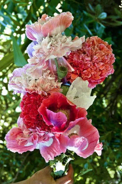Heirloom Poppies - French Flounce