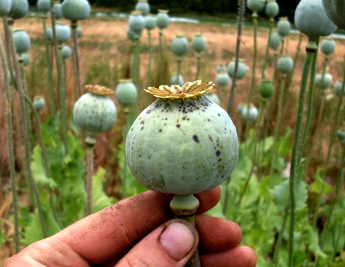 Heirloom Poppies - Hungarian Breadseed