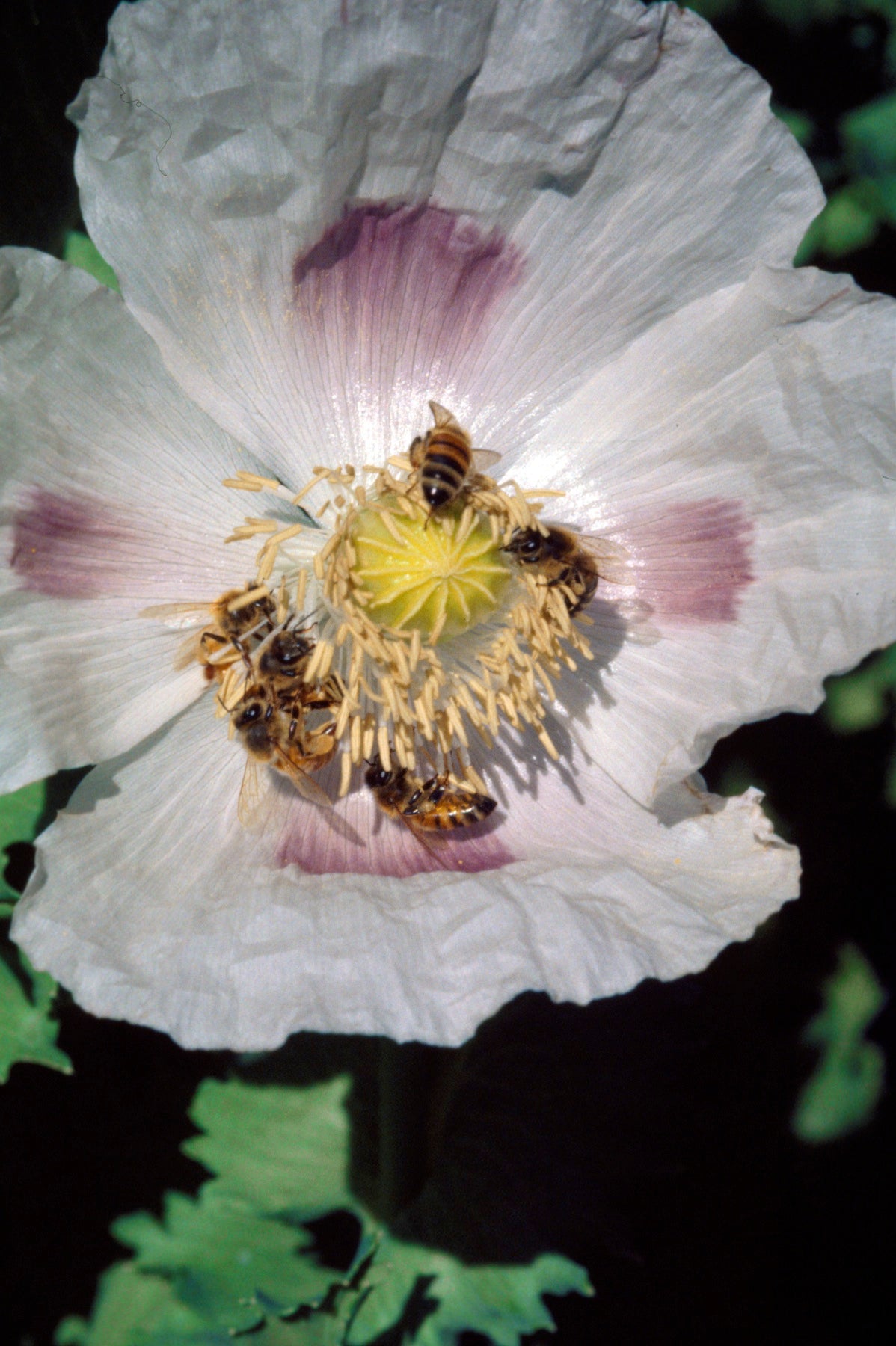 Heirloom Poppies - Hungarian Breadseed
