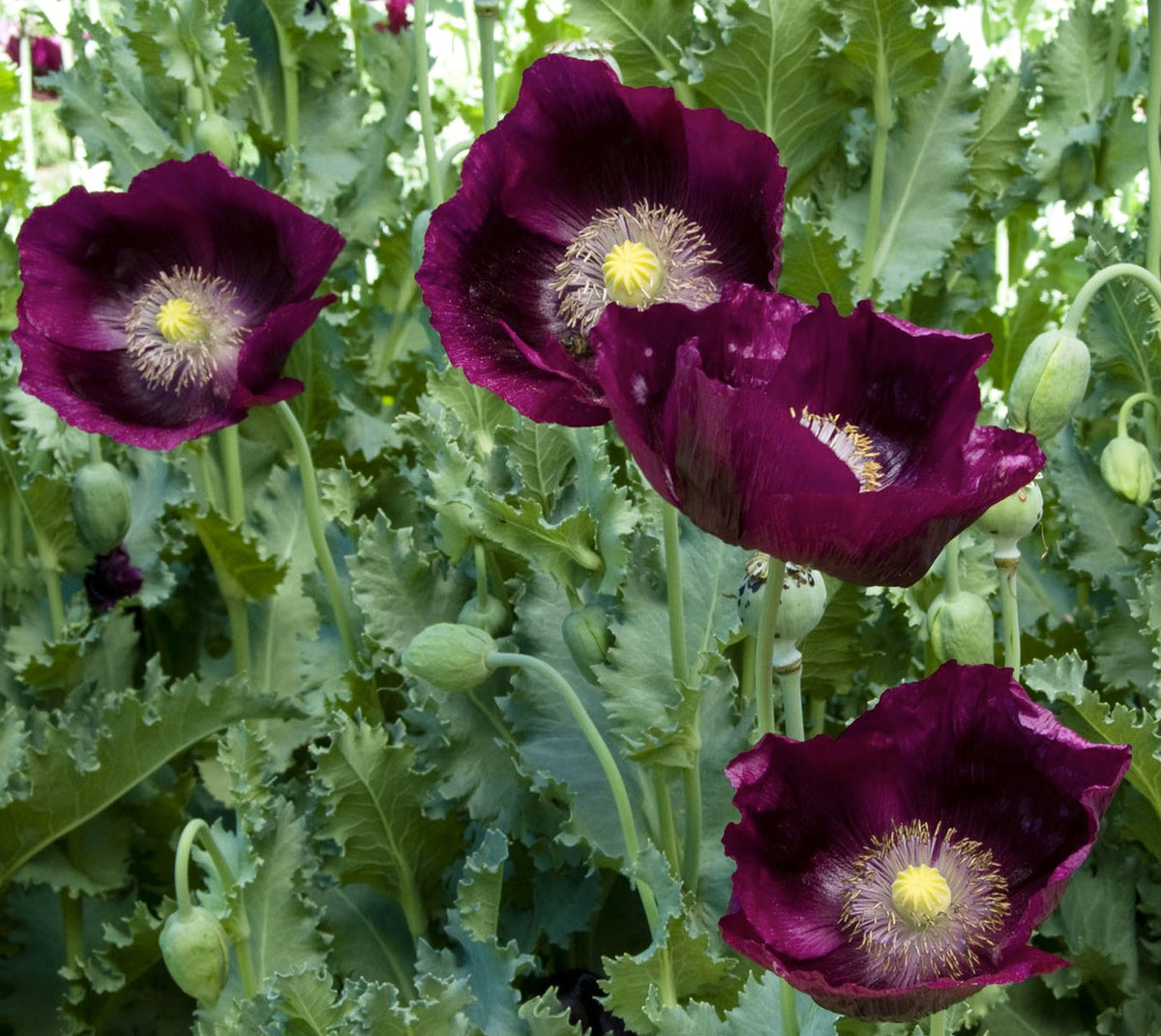 Heirloom Poppies - Lauren’s Dark Grape