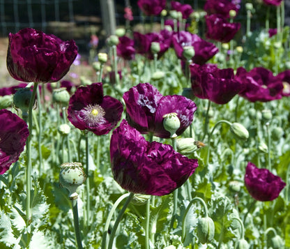 Heirloom Poppies - Lauren’s Dark Grape