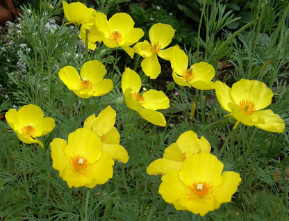 Heirloom Butterfly Flowers - Mexican Tulip Poppy