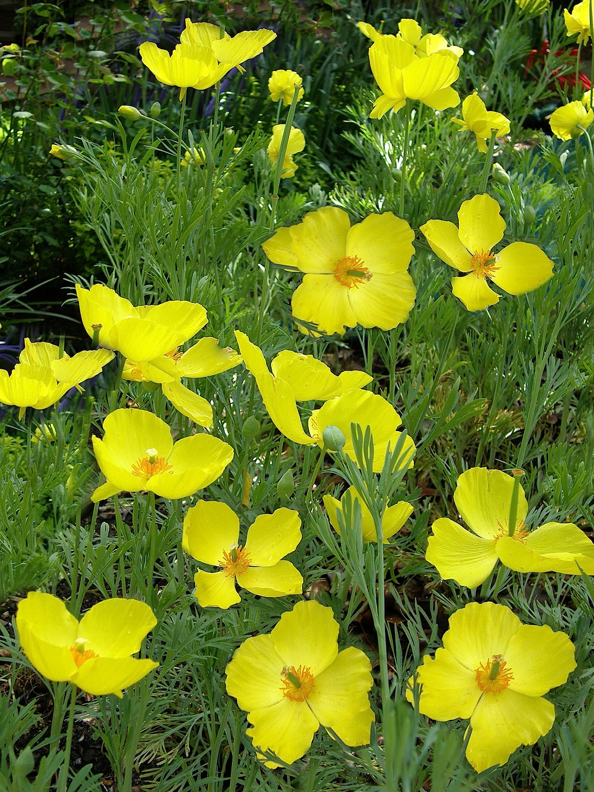 Heirloom Butterfly Flowers - Mexican Tulip Poppy