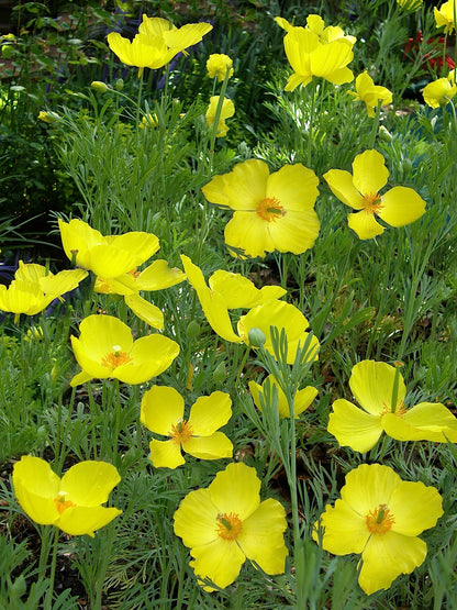 Heirloom Butterfly Flowers - Mexican Tulip Poppy