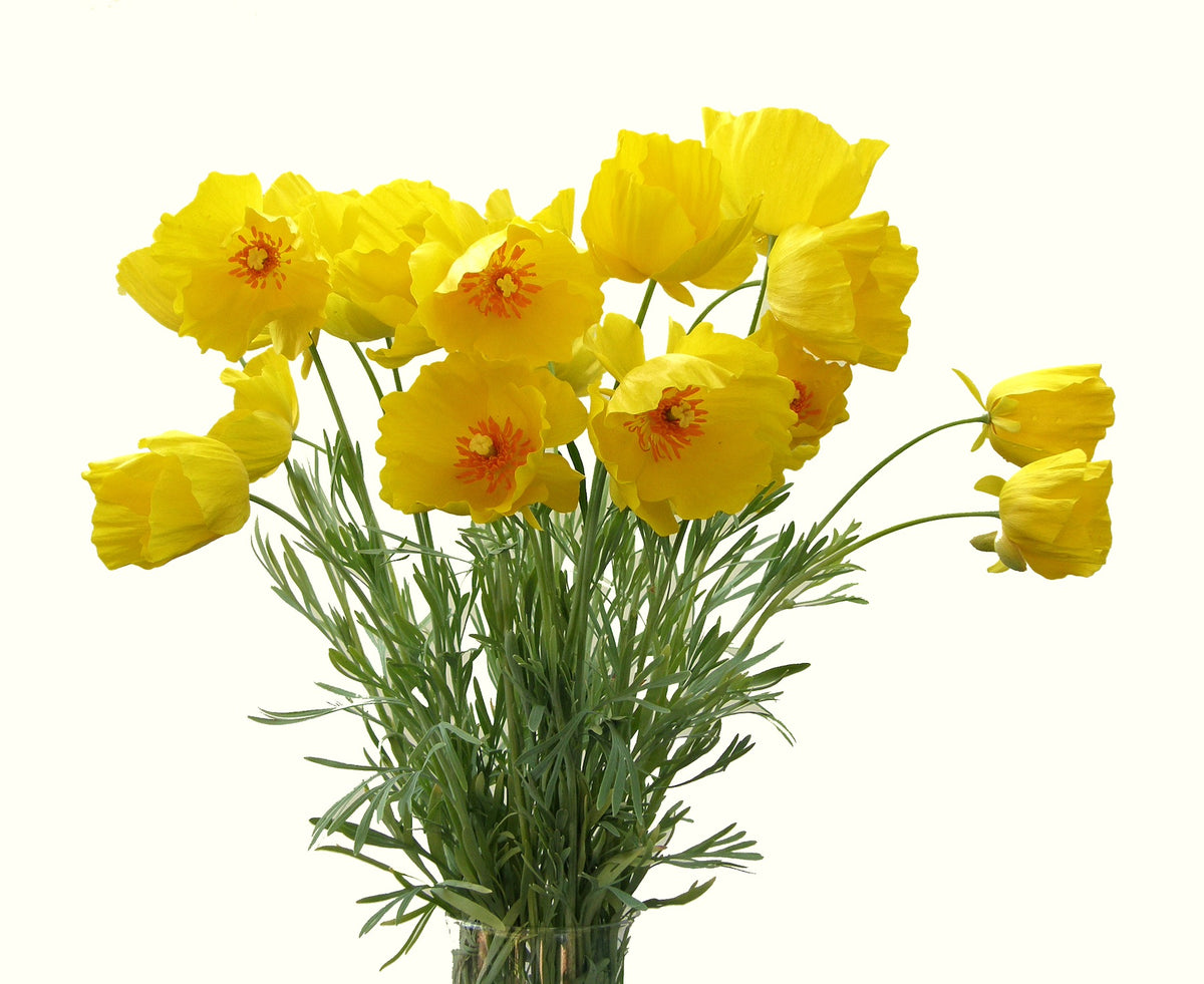 Heirloom Butterfly Flowers - Mexican Tulip Poppy