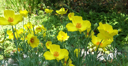Heirloom Butterfly Flowers - Mexican Tulip Poppy