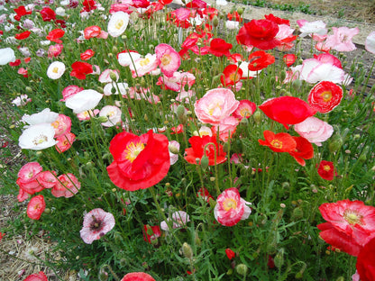Shirley Poppies - Falling In Love