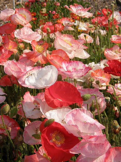 Shirley Poppies - Falling In Love