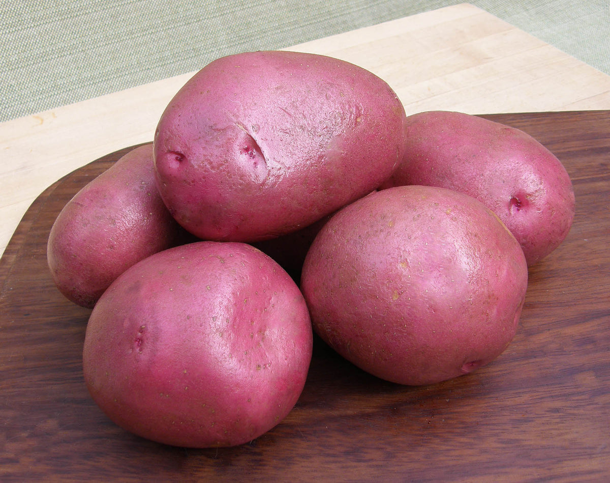 Seed Potatoes - Colorado Rose
