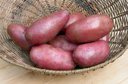 Seed Potatoes - French Fingerling
