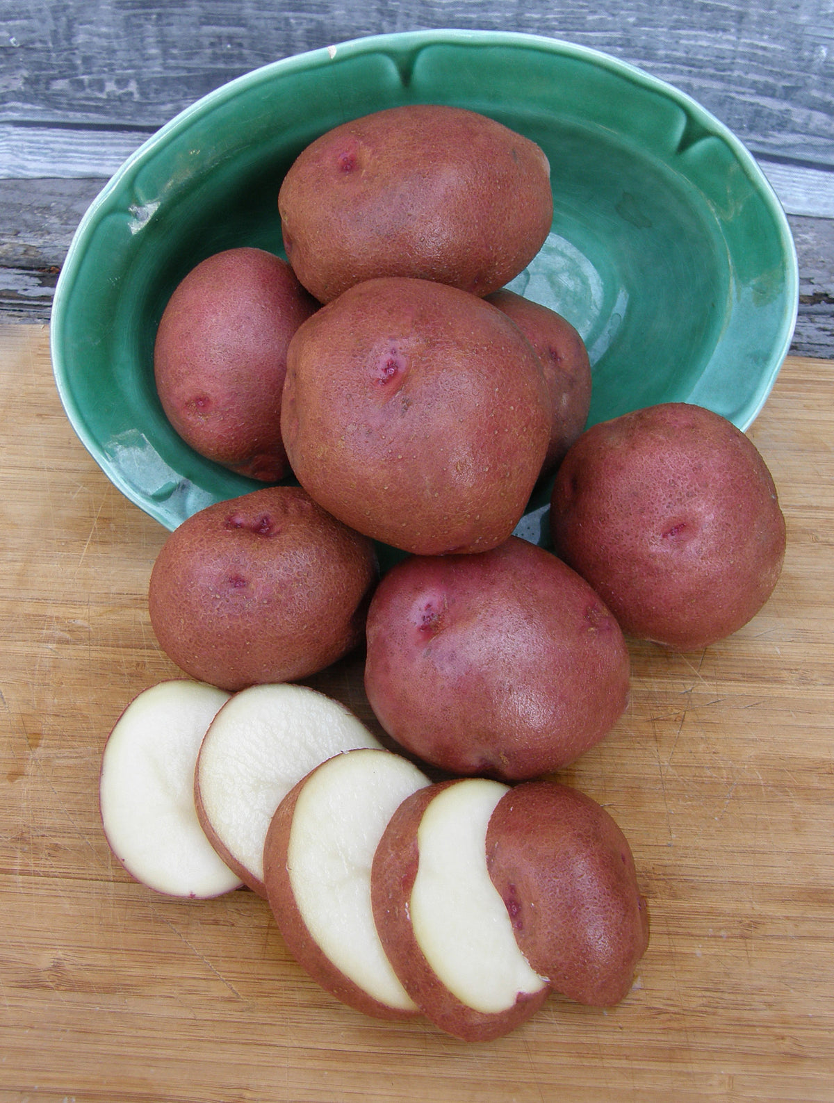 Seed Potatoes - Sangre