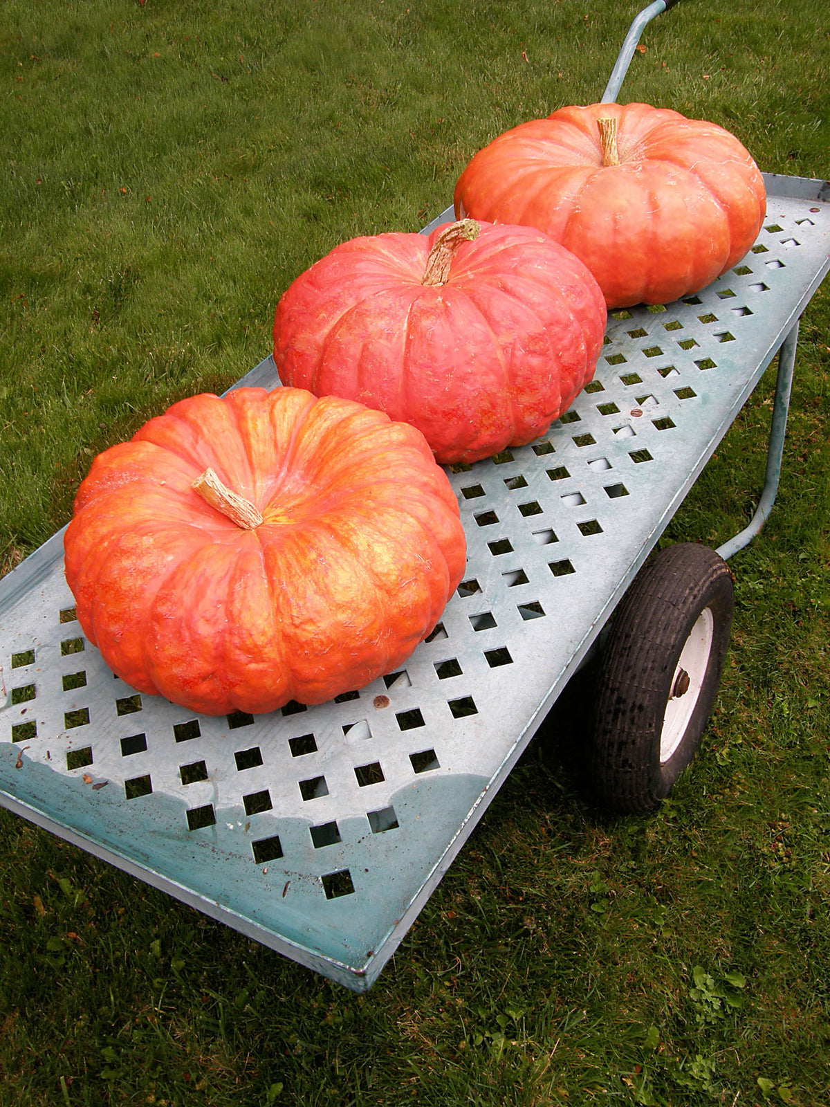Heirloom French Pumpkins - Cinderella's Carriage