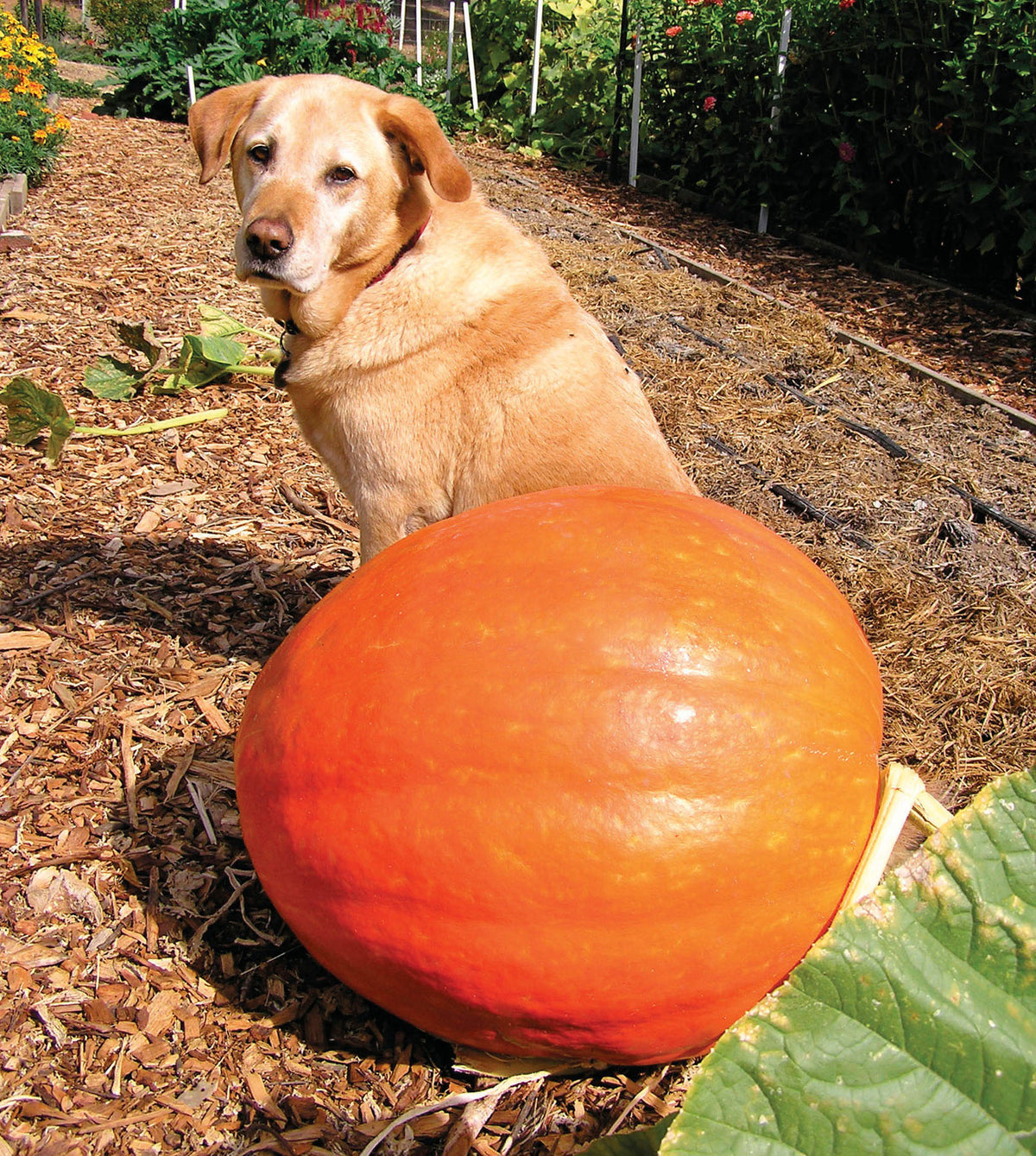 Giant Pumpkins - Wyatt's Wonder