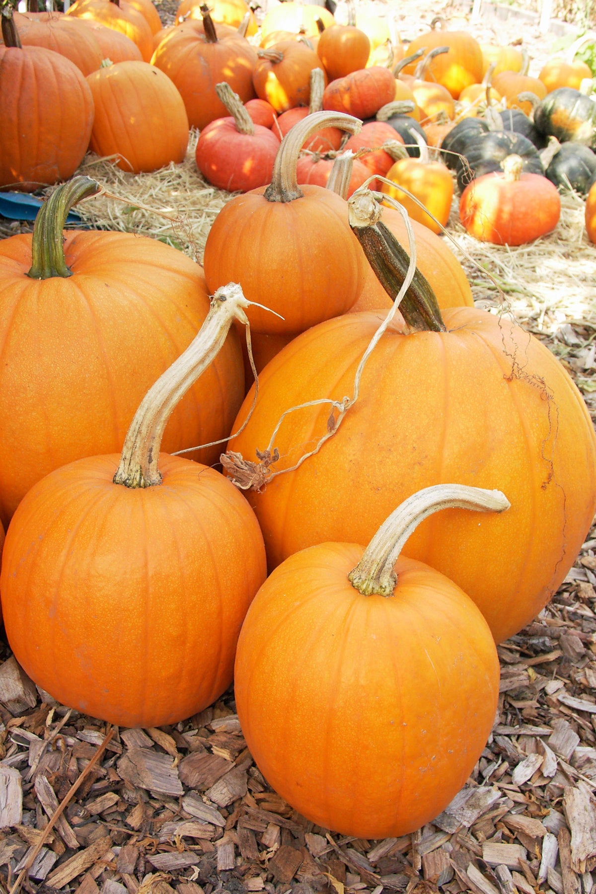 Holiday Mix Pumpkins - Autumn Gold & Spookie