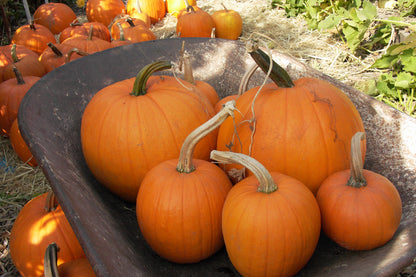 Holiday Mix Pumpkins - Autumn Gold & Spookie