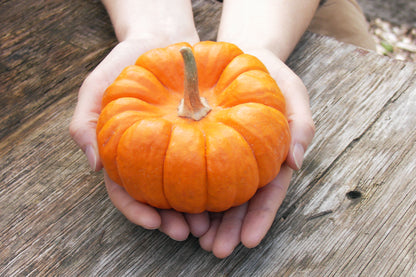 Baby Pumpkins - Mini Jack