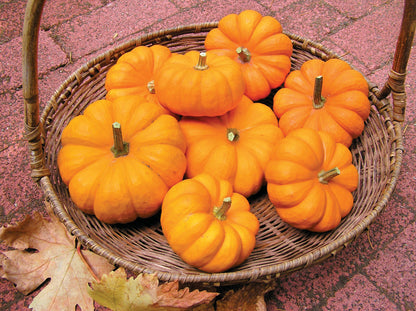 Baby Pumpkins - Mini Jack