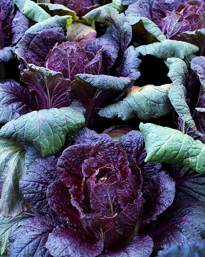 Napa Cabbage - Purple Express