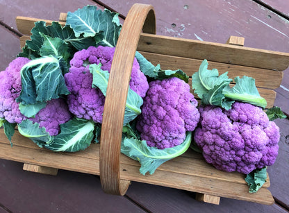 Cauliflower - Purple Crush