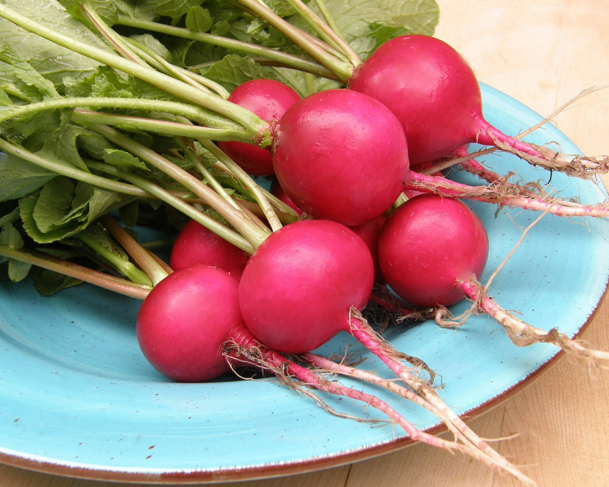 Heirloom Radishes - German Giant Organic
