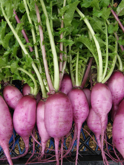 Daikon Radish - Mini Purple