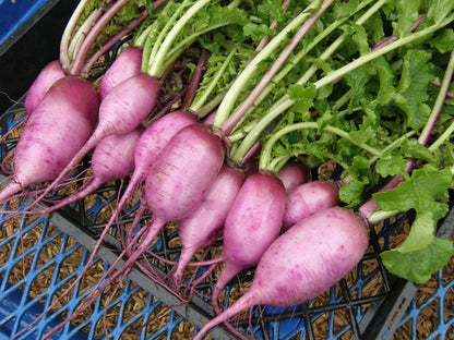 Daikon Radish - Mini Purple