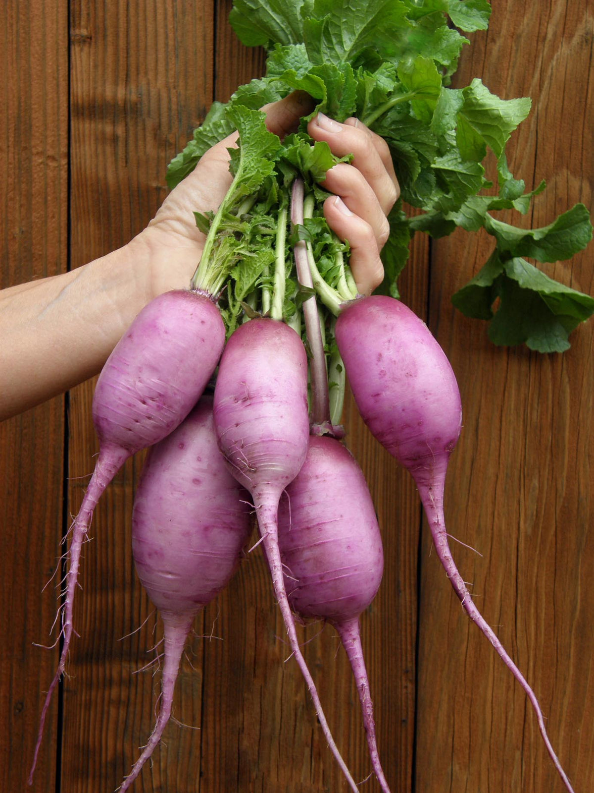 Daikon Radish - Mini Purple