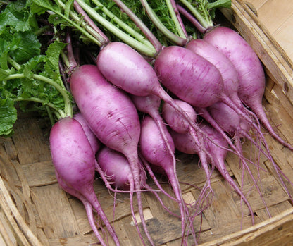 Daikon Radish - Mini Purple